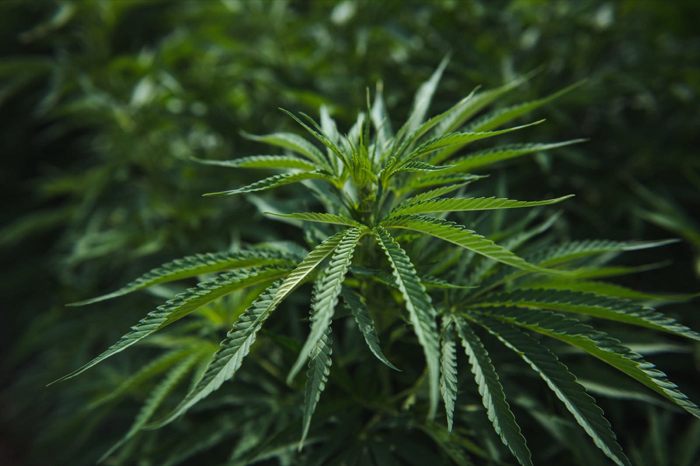 Hemp leaves growing in a field