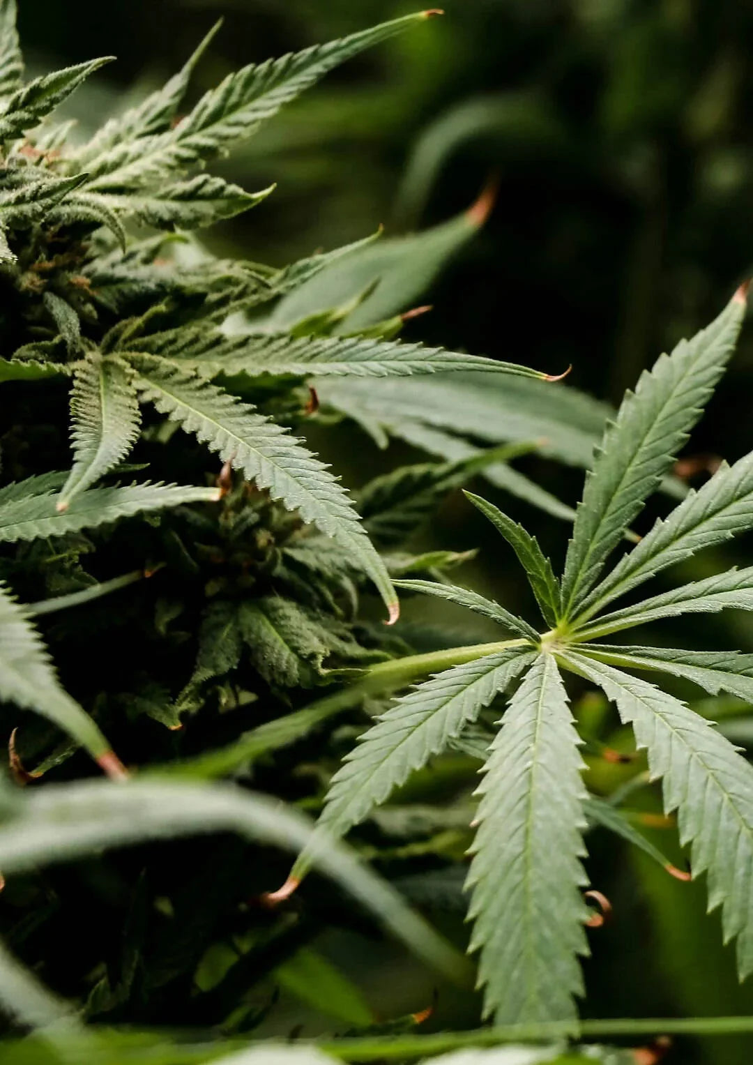 CBD, THC, and Hemp in Minnesota: Your Questions Answered