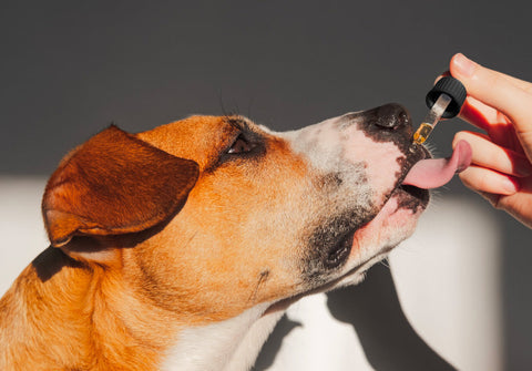 Joy Organics CBD Oils for Pets